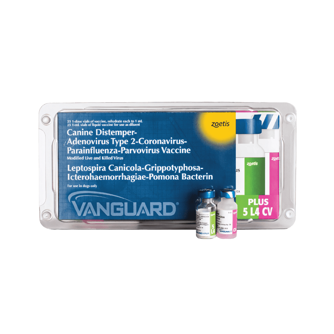 VANGUARD CV (CORONA)