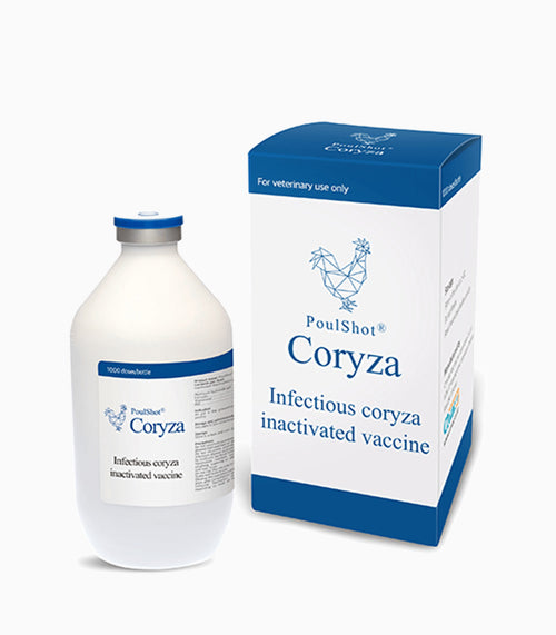ICV (INFECTIOUS CORYZA VACCINE)