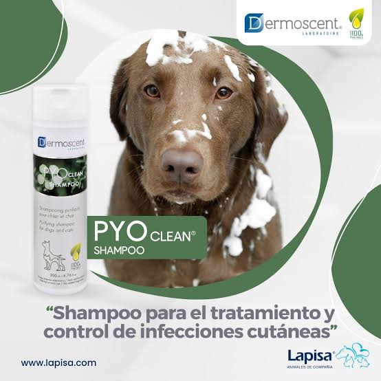 PYO CLEAN SHAMPOO