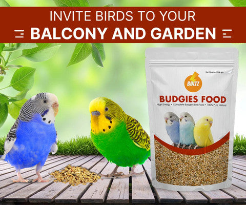 BIRD FOOD BUDGIES